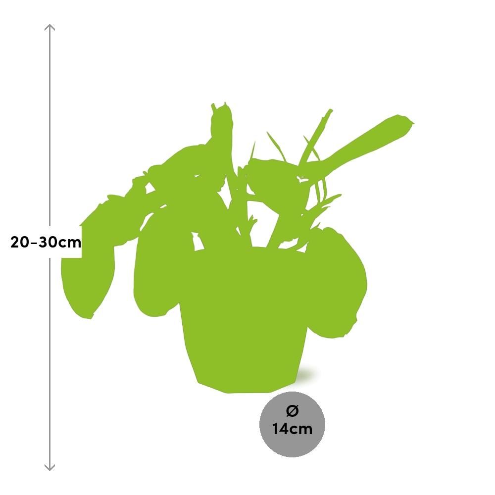 Maranta Leuconeura ‘Fascinator’ Tricolor in 14cm b.for rock living black (21647)