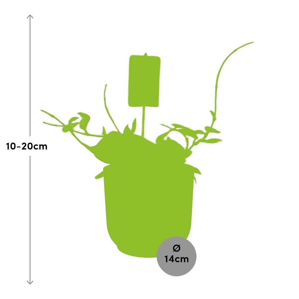 Hoya Carn.’Krimson Queen’ in ELHO Vibes Fold 14cm roze (21796)