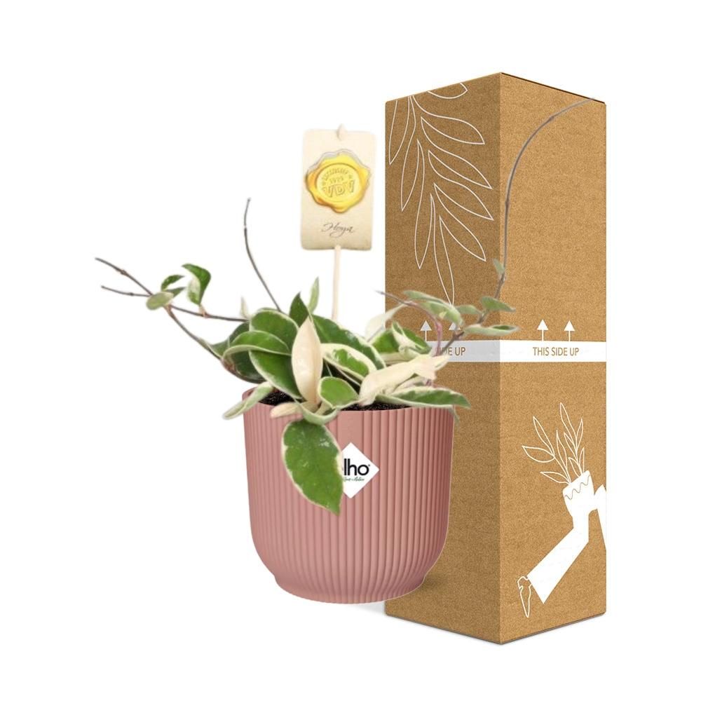 Hoya Carn.’Krimson Queen’ in ELHO Vibes Fold 14cm roze (21796)