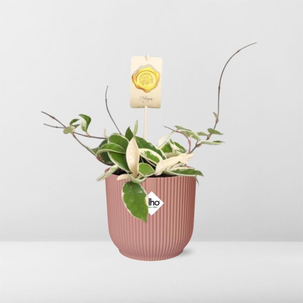 Hoya Carn.’Krimson Queen’ in ELHO Vibes Fold 14cm roze (21796)