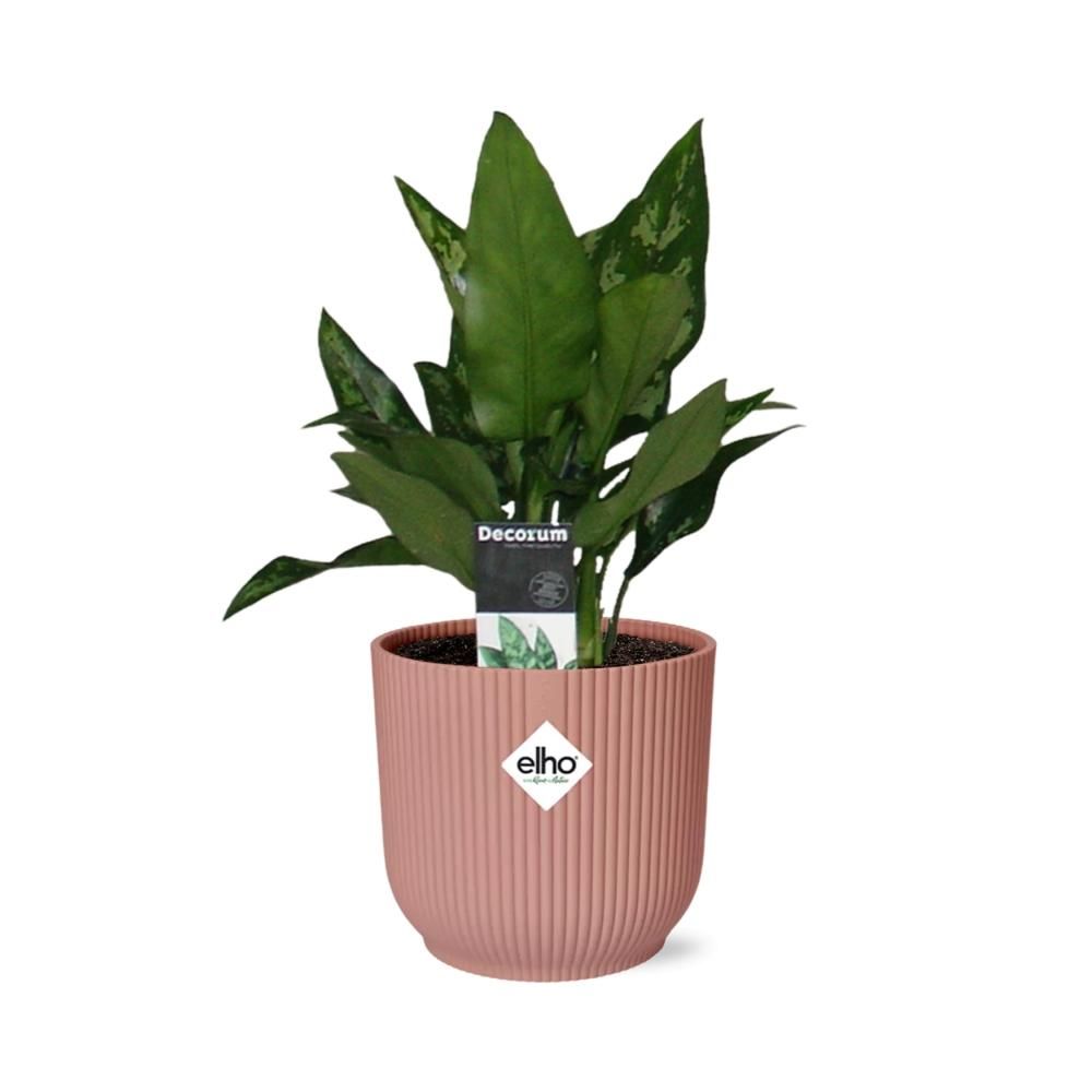 Aglaonema Maria in ELHO Vibes Fold 14cm roze (21733)