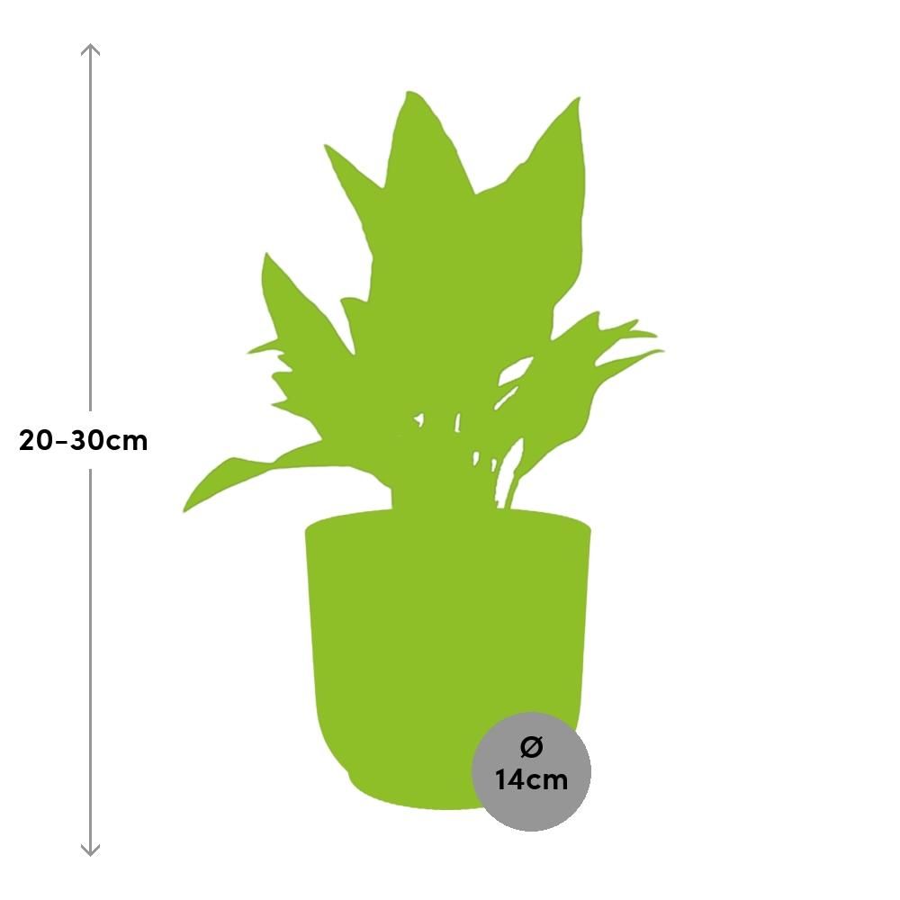 Aglaonema Maria in ELHO Vibes Fold 14cm roze (21733)