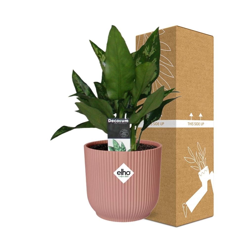 Aglaonema Maria in ELHO Vibes Fold 14cm roze (21733)