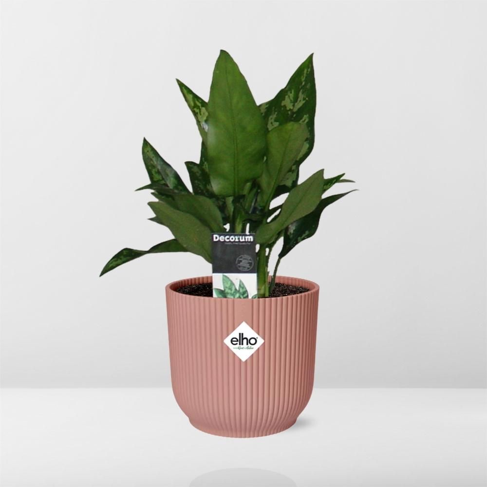 Aglaonema Maria in ELHO Vibes Fold 14cm roze (21733)