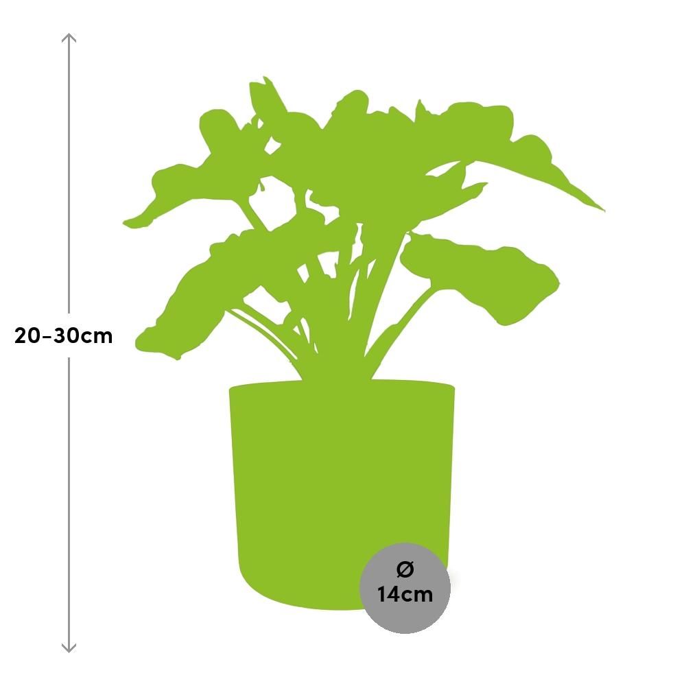 Philodendron Atom in ELHO b.for soft rond 14cm brique (21492)