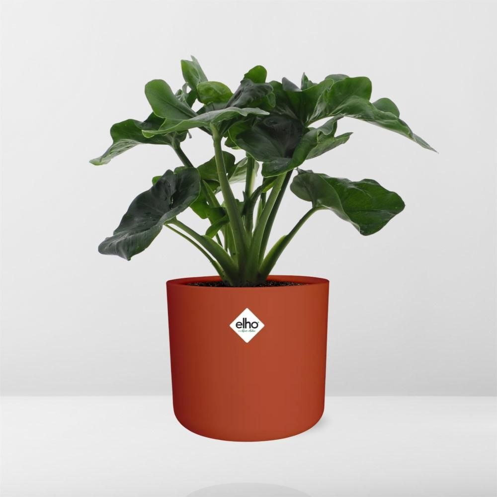Philodendron Atom in ELHO b.for soft rond 14cm brique (21492)