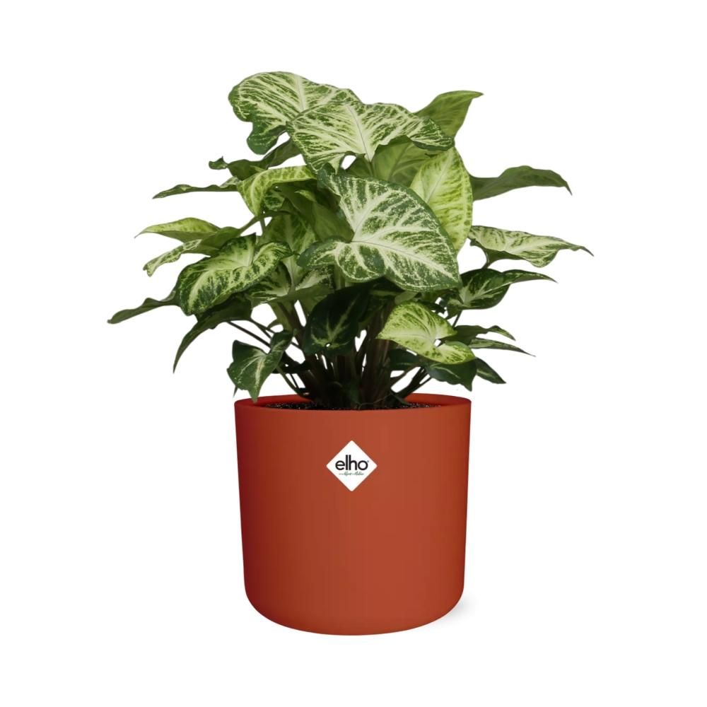 Syngonium Arrow in ELHO b.for soft rond 14cm brique (21507)