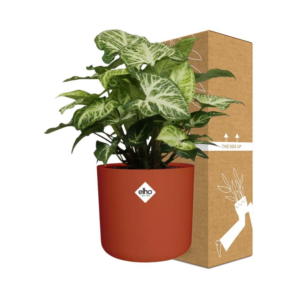 Syngonium Arrow in ELHO b.for soft rond 14cm brique (21507)