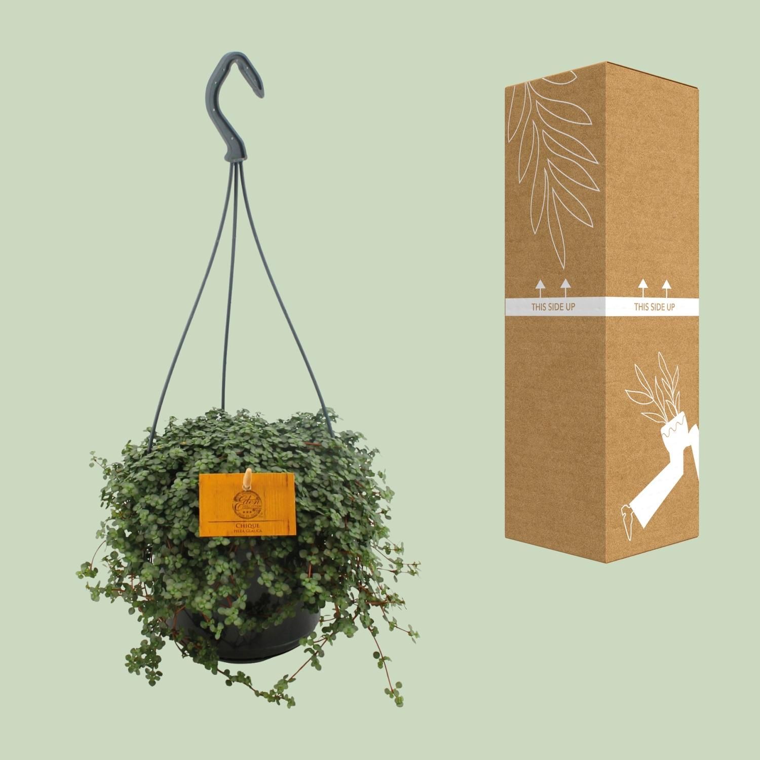 Pilea Glauca 15cm HP (24831)