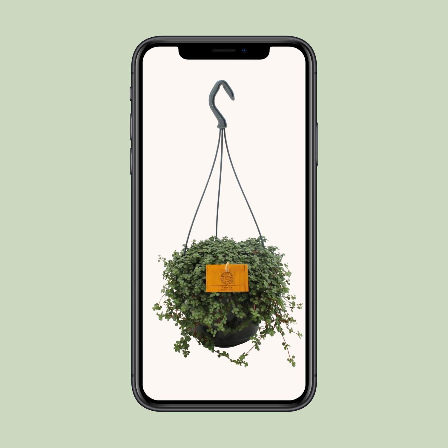 Pilea Glauca 15cm HP (24831)