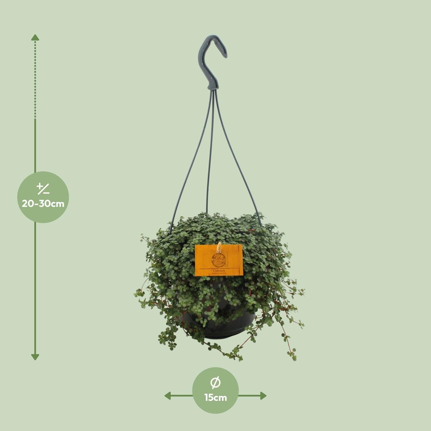 Pilea Glauca 15cm HP (24831)