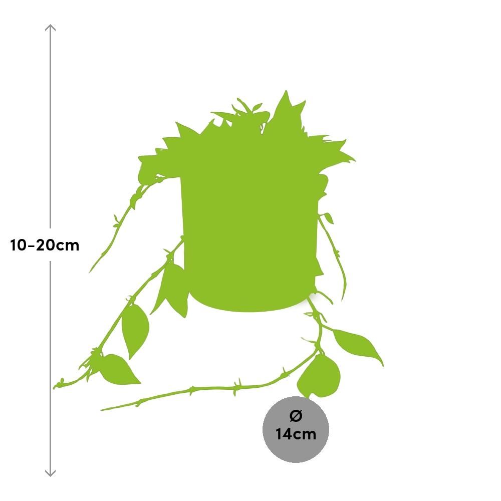 Hoya Krohniana Eskimo in ELHO b.for soft rond 14cm brique (21495)