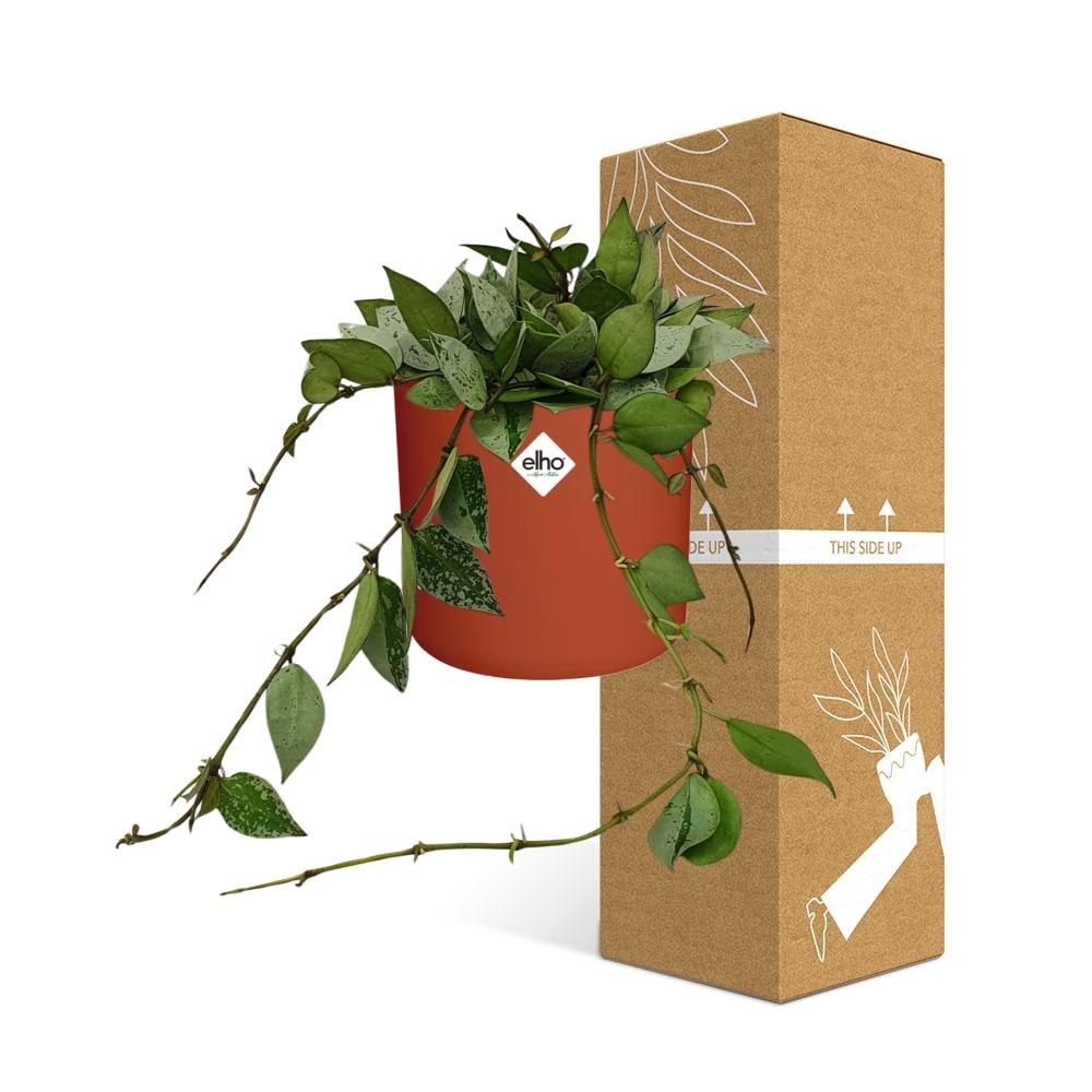 Hoya Krohniana Eskimo in ELHO b.for soft rond 14cm brique (21495)