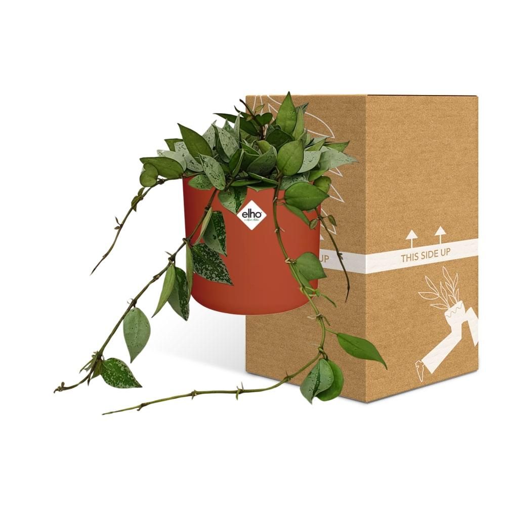 Hoya Krohniana Eskimo in ELHO b.for soft rond 14cm brique (21495)