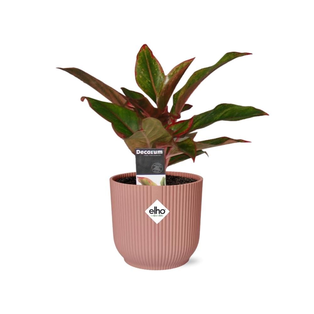 Aglaonema Crete in ELHO Vibes Fold 14cm roze (21732)