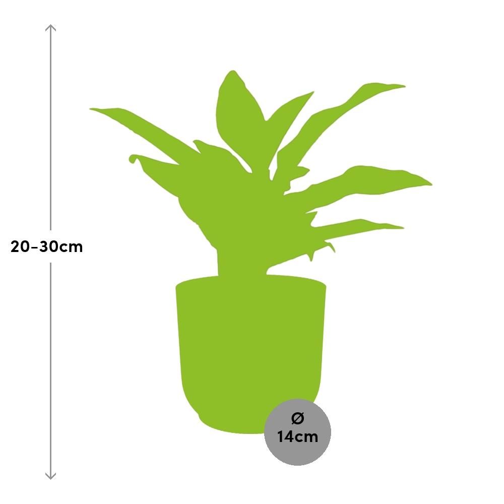 Aglaonema Crete in ELHO Vibes Fold 14cm roze (21732)