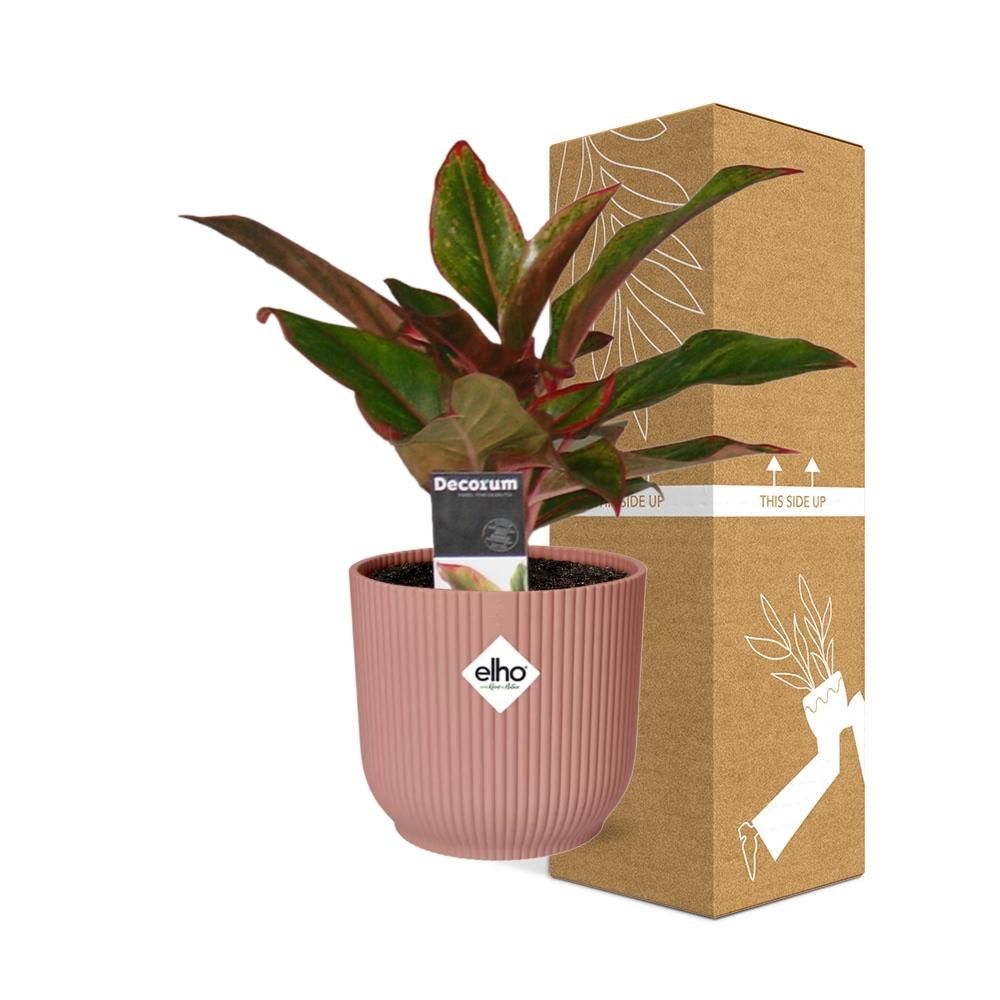Aglaonema Crete in ELHO Vibes Fold 14cm roze (21732)