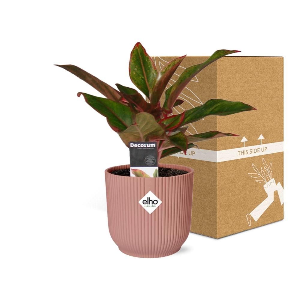 Aglaonema Crete in ELHO Vibes Fold 14cm roze (21732)