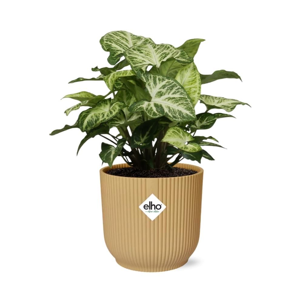 Syngonium Arrow in ELHO Vibes Fold 14cm geel (21704)