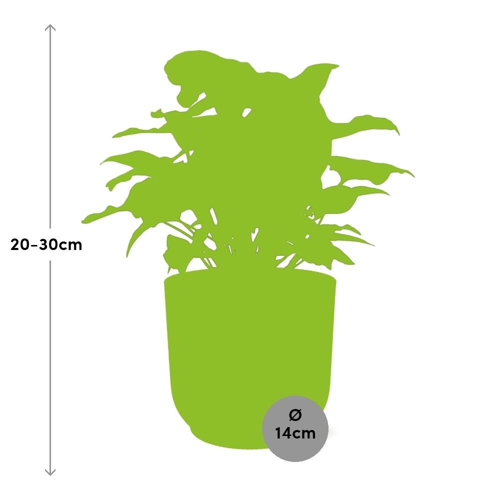 Syngonium Arrow in ELHO Vibes Fold 14cm geel (21704)