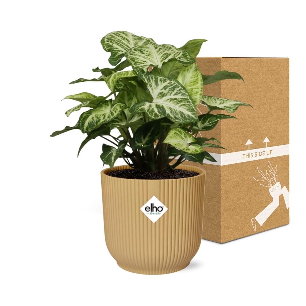 Syngonium Arrow in ELHO Vibes Fold 14cm geel (21704)