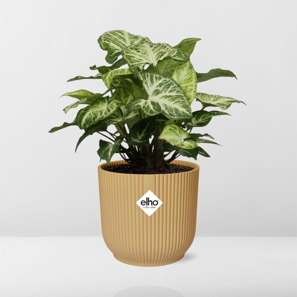 Syngonium Arrow in ELHO Vibes Fold 14cm geel (21704)