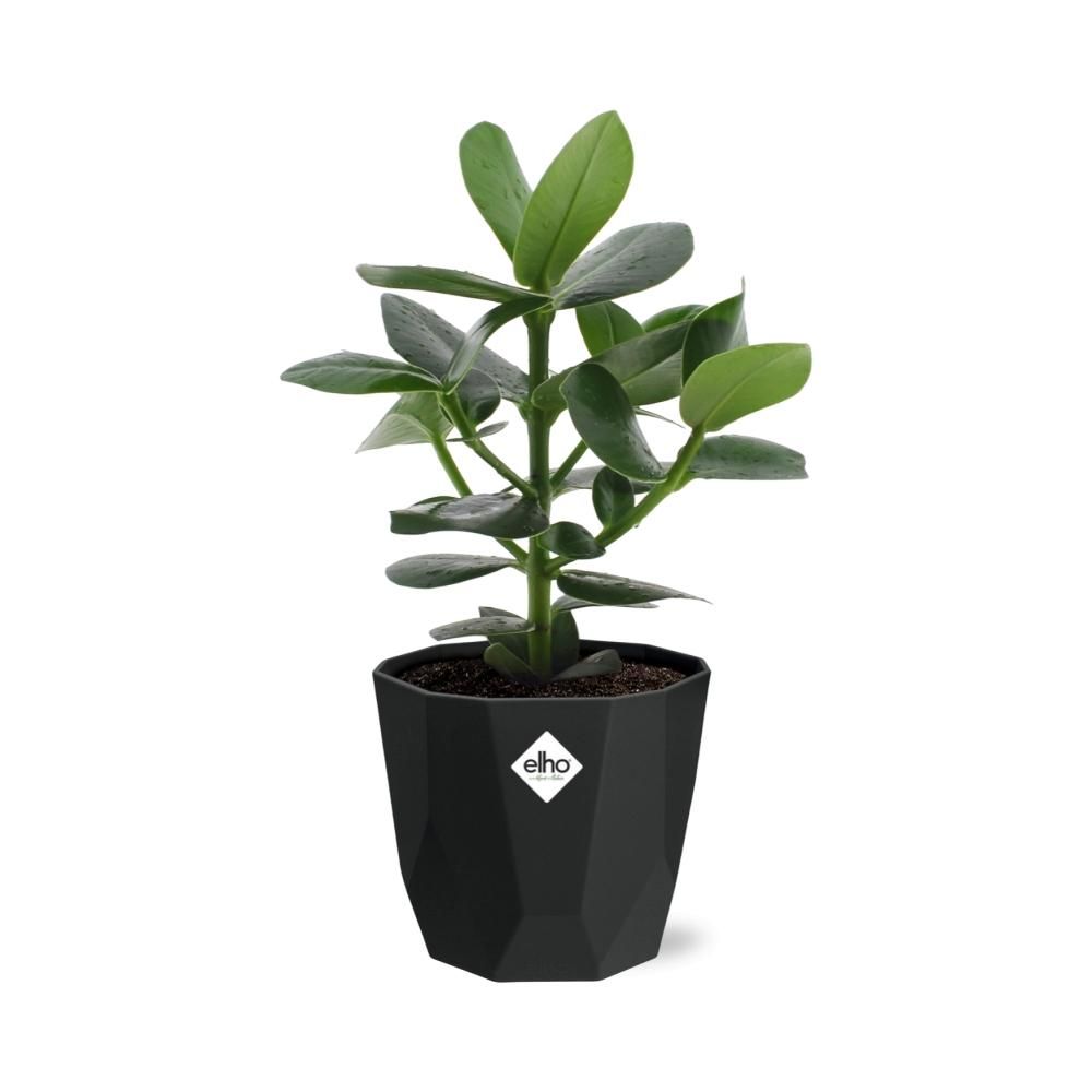 Clusia Princess in 14cm b.for rock living black (21639)