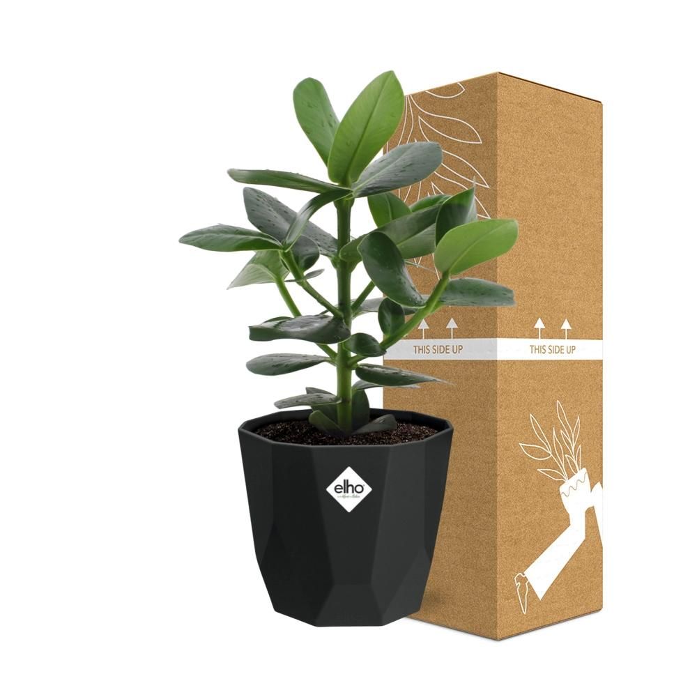 Clusia Princess in 14cm b.for rock living black (21639)