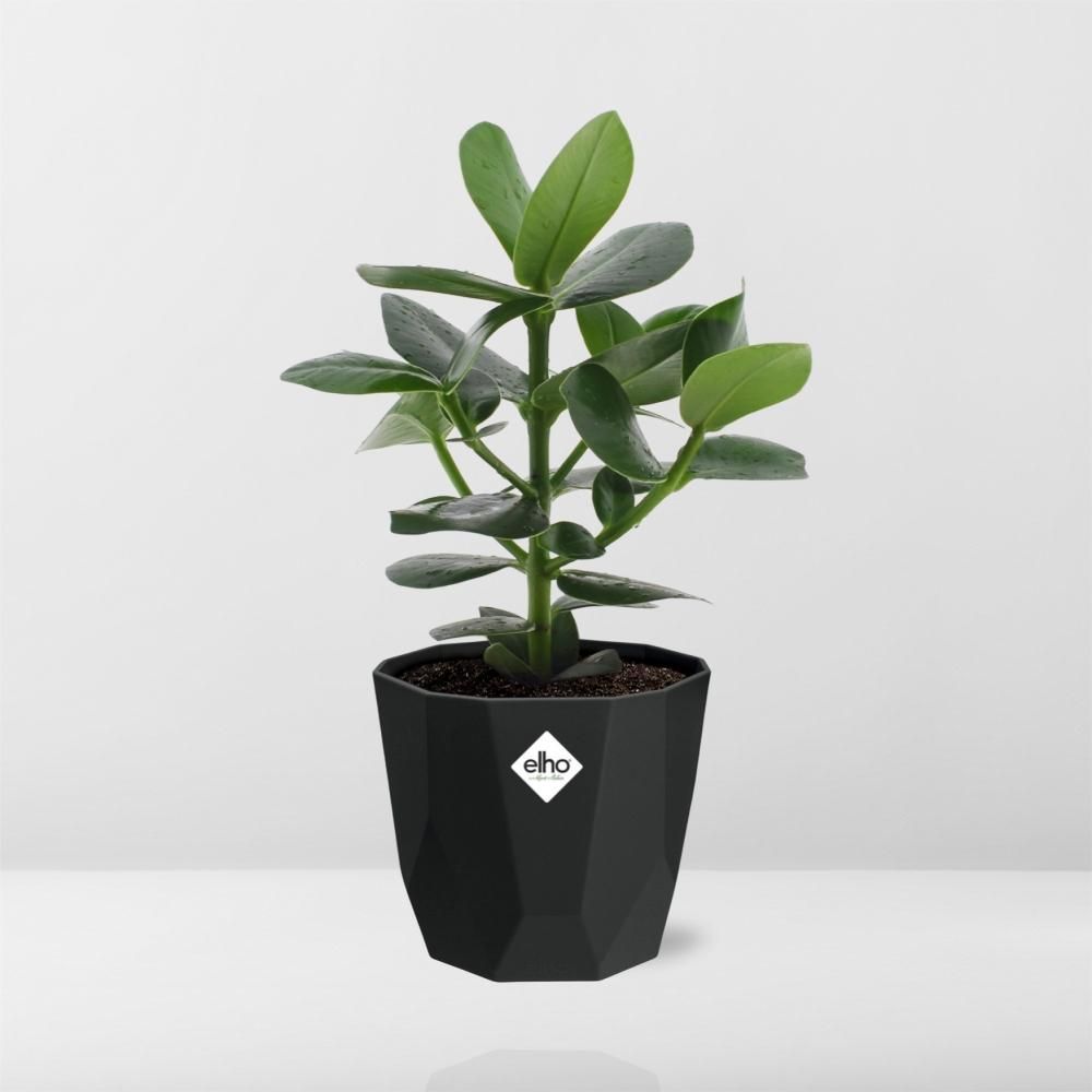 Clusia Princess in 14cm b.for rock living black (21639)