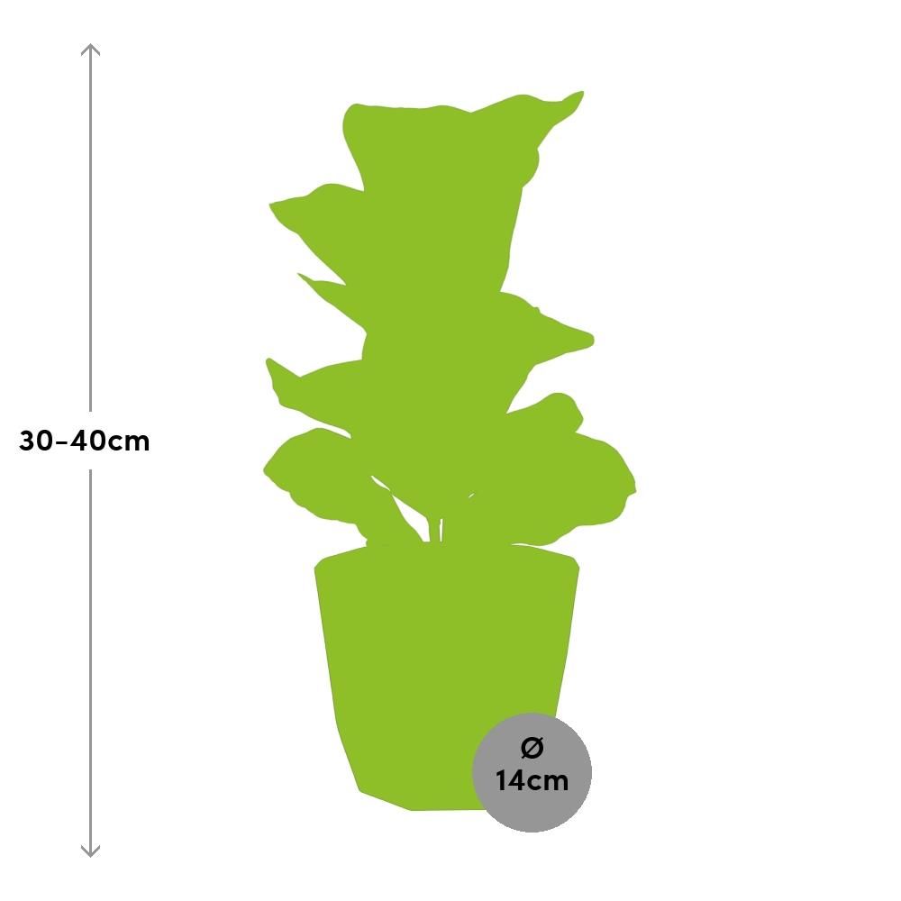 Ficus Lyrata ‘Bambino’ in 14cm b.for rock living black (21662)