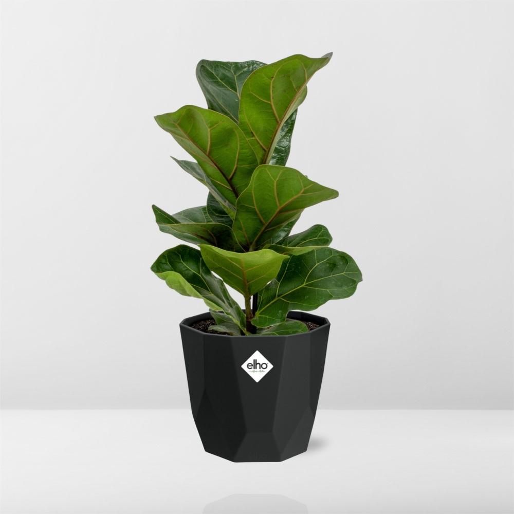 Ficus Lyrata ‘Bambino’ in 14cm b.for rock living black (21662)