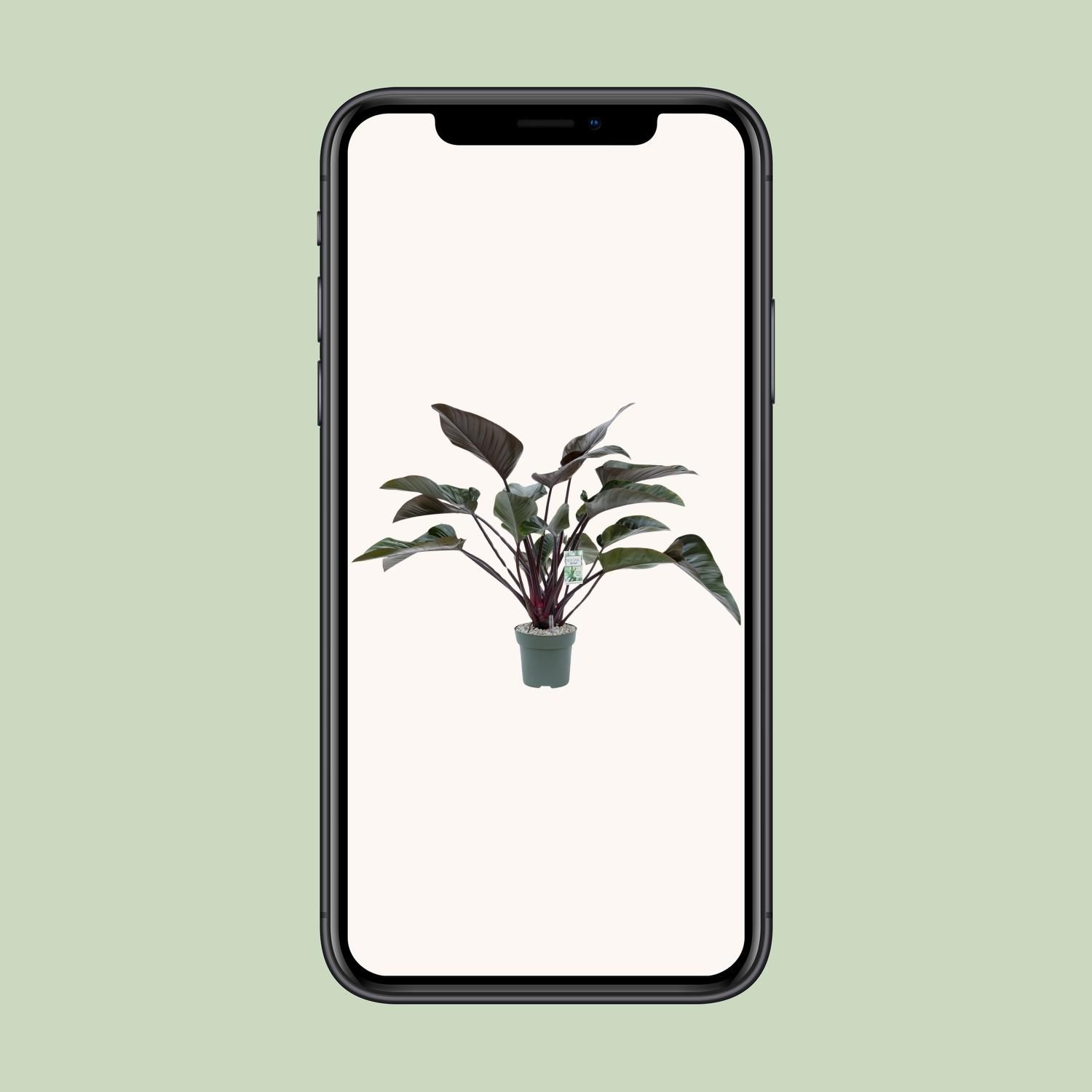 Philodendron Red Beauty (24985)