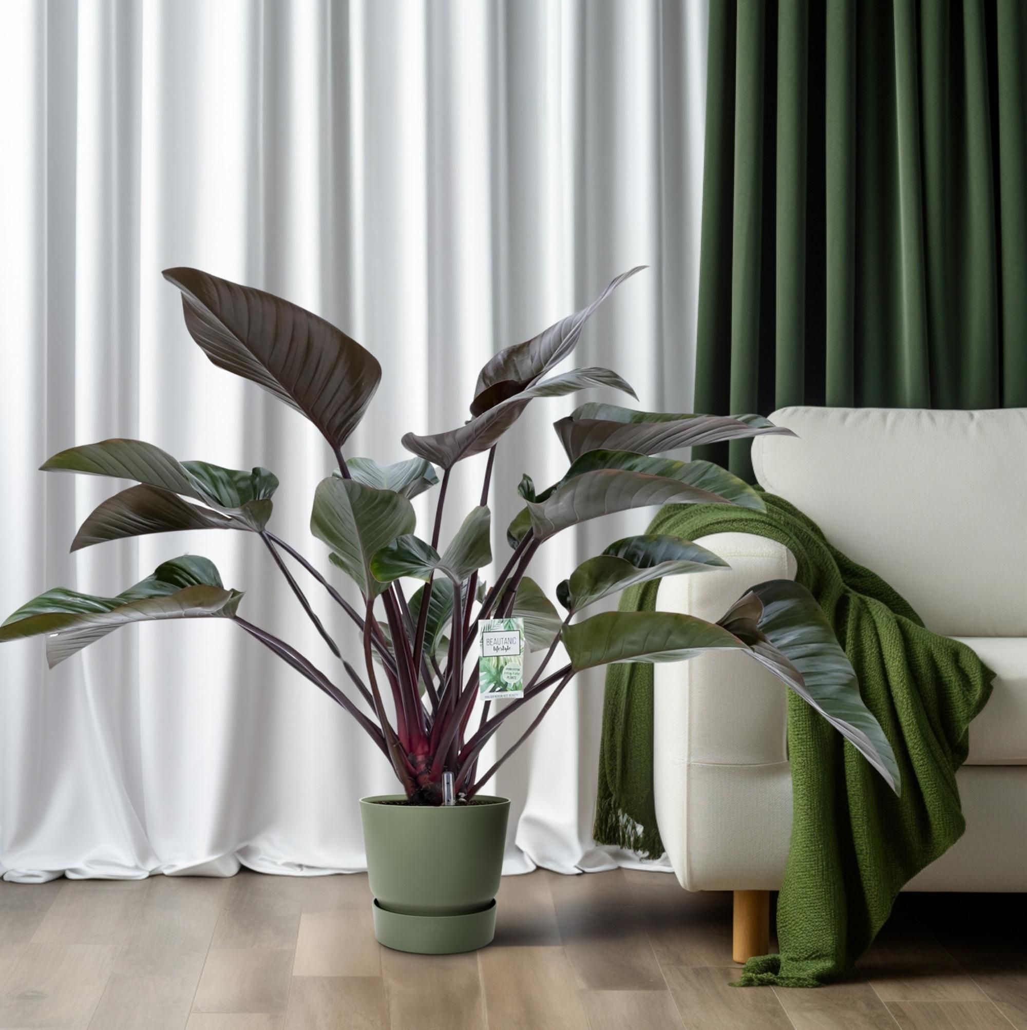 Philodendron Red Beauty (24985)