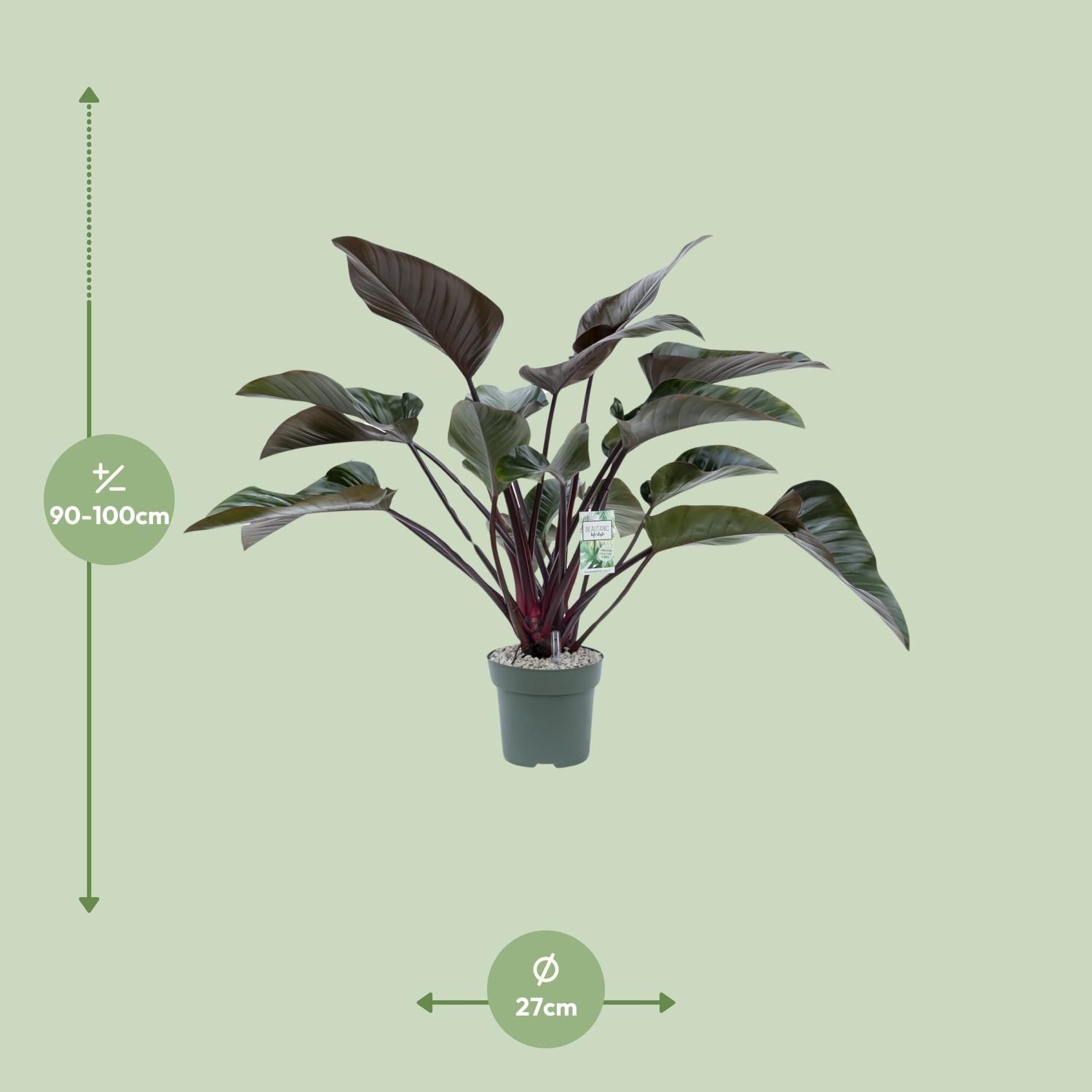 Philodendron Red Beauty (24985)