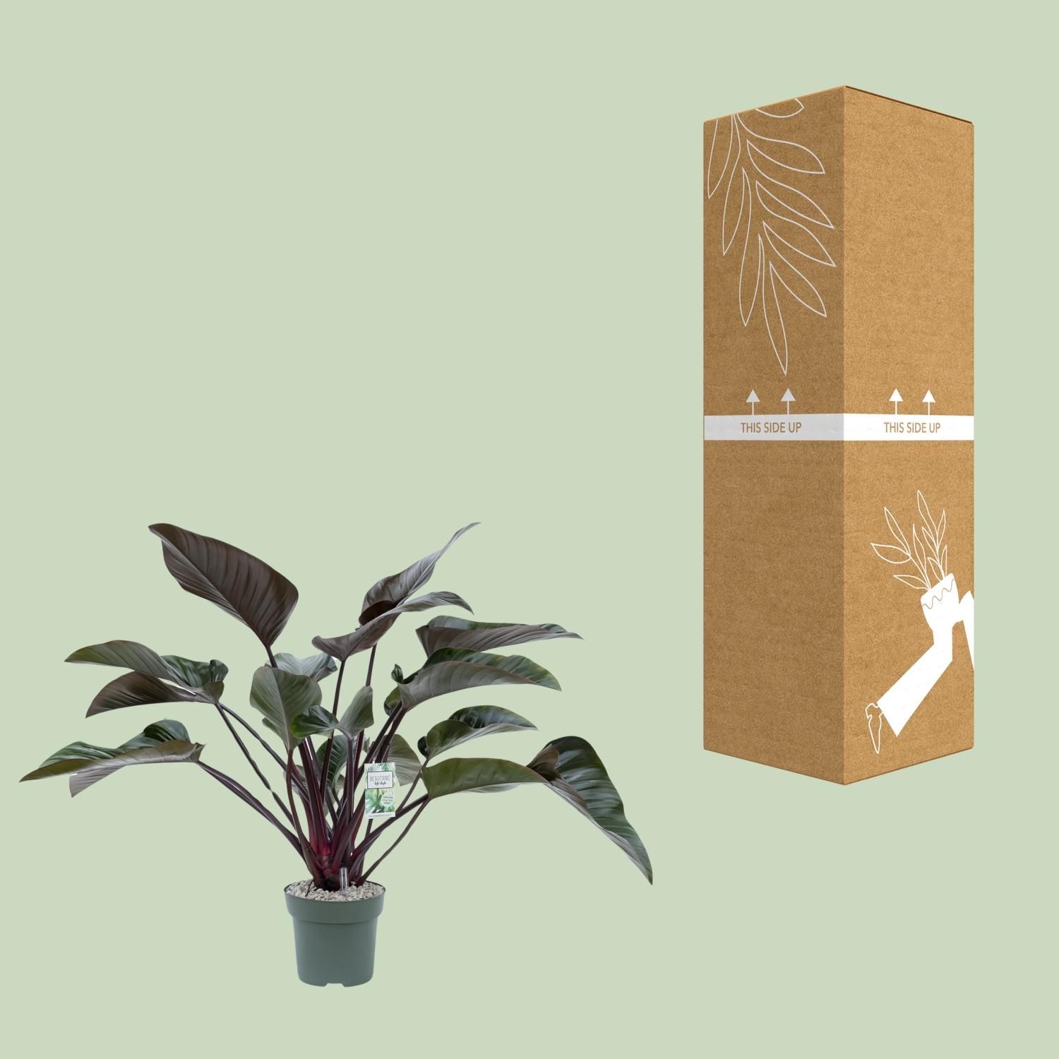 Philodendron Red Beauty (24985)