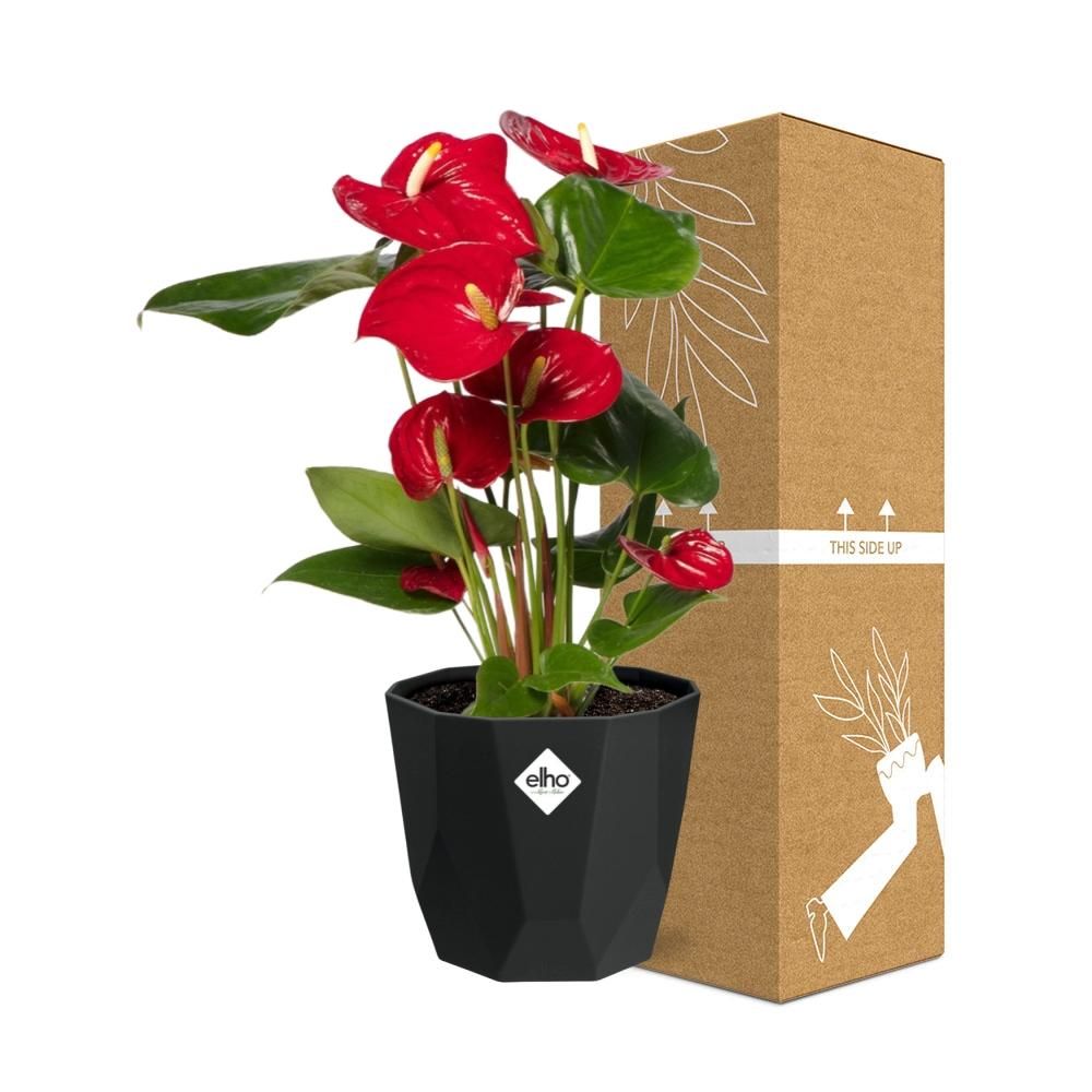 Anthurium Red 12cm in 14cm b.for rock living black (21655)