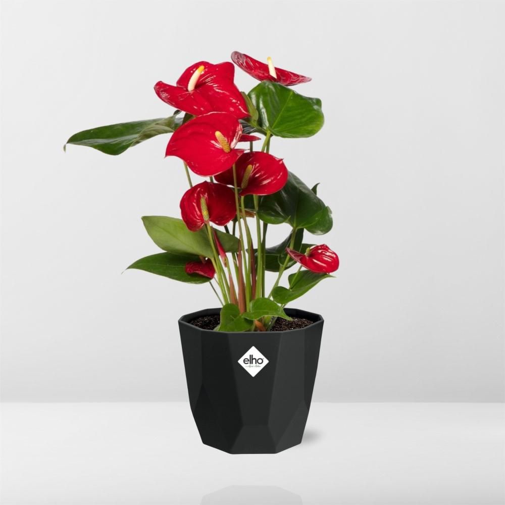 Anthurium Red 12cm in 14cm b.for rock living black (21655)