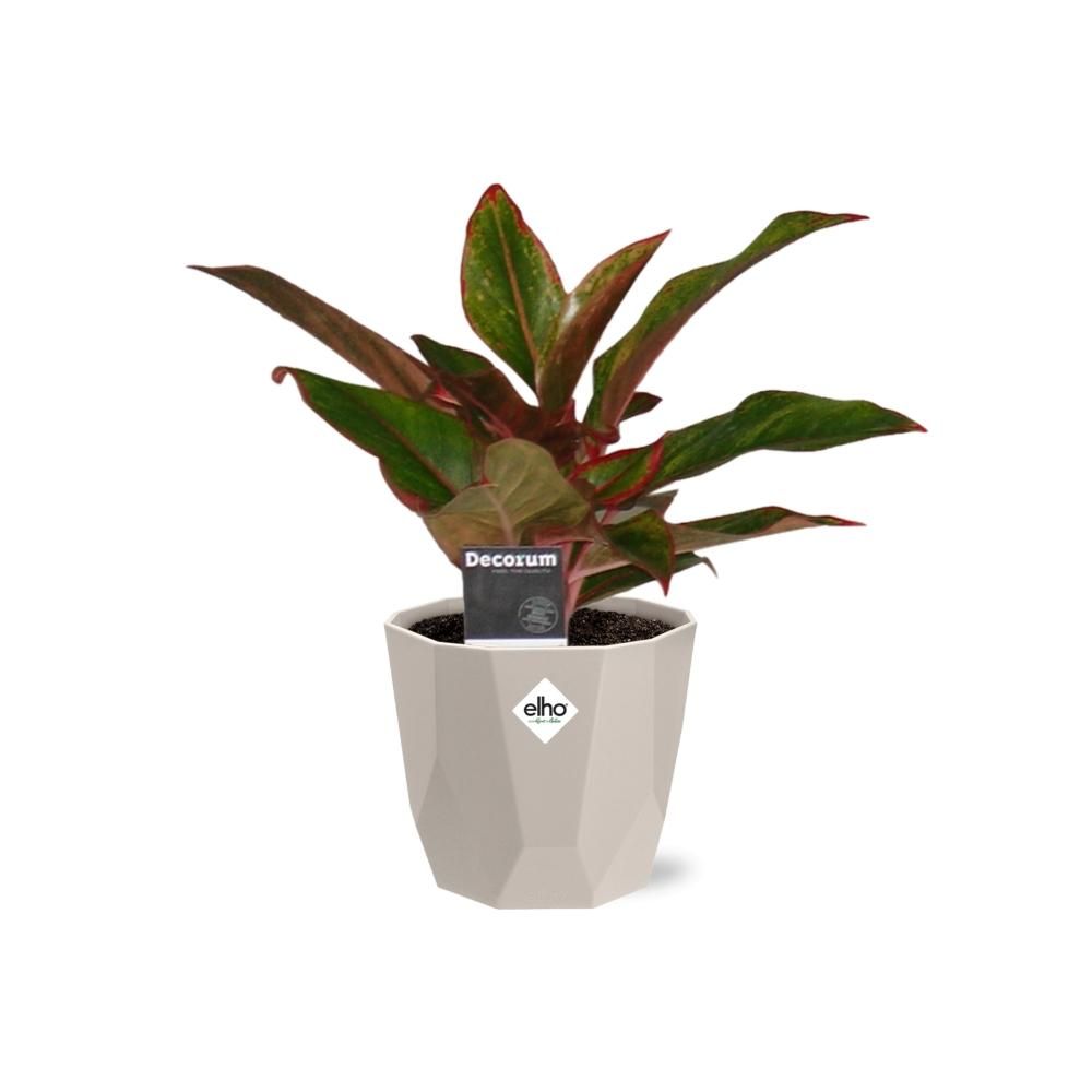 Aglaonema Crete in ELHO b.for rock 14 cm warm grey (21626)