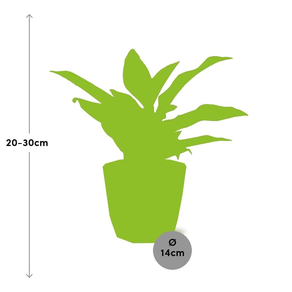 Aglaonema Crete in ELHO b.for rock 14 cm warm grey (21626)