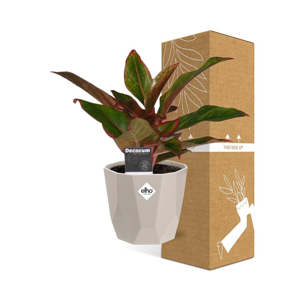 Aglaonema Crete in ELHO b.for rock 14 cm warm grey (21626)