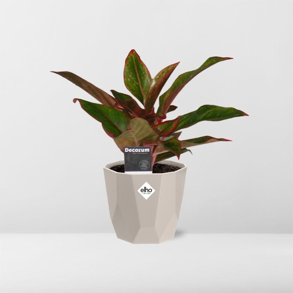 Aglaonema Crete in ELHO b.for rock 14 cm warm grey (21626)