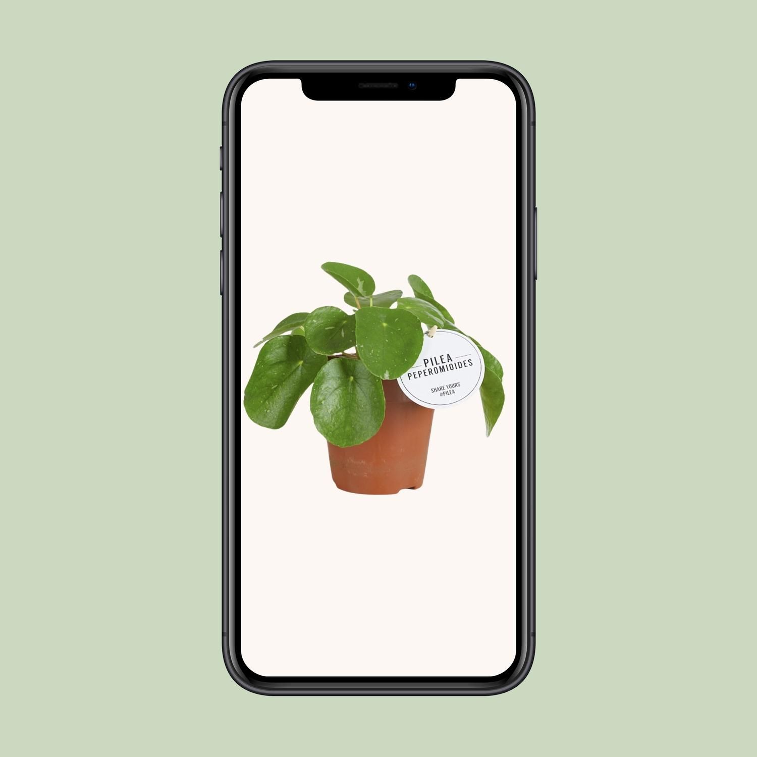 Pilea White Splash (22565)