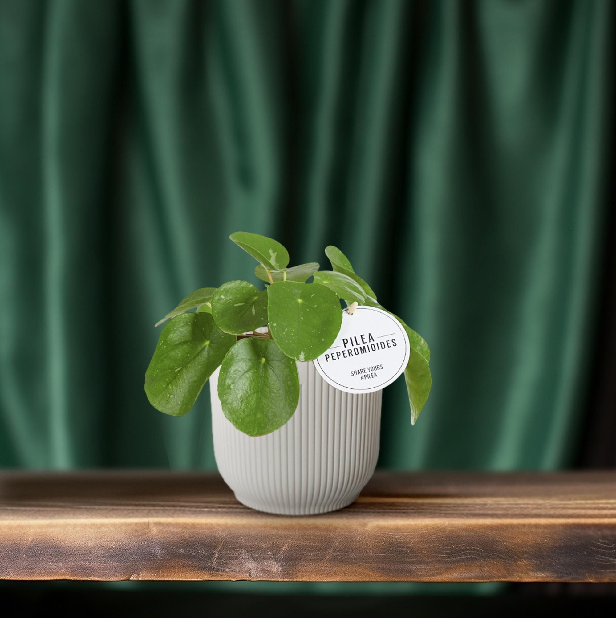 Pilea White Splash (22565)