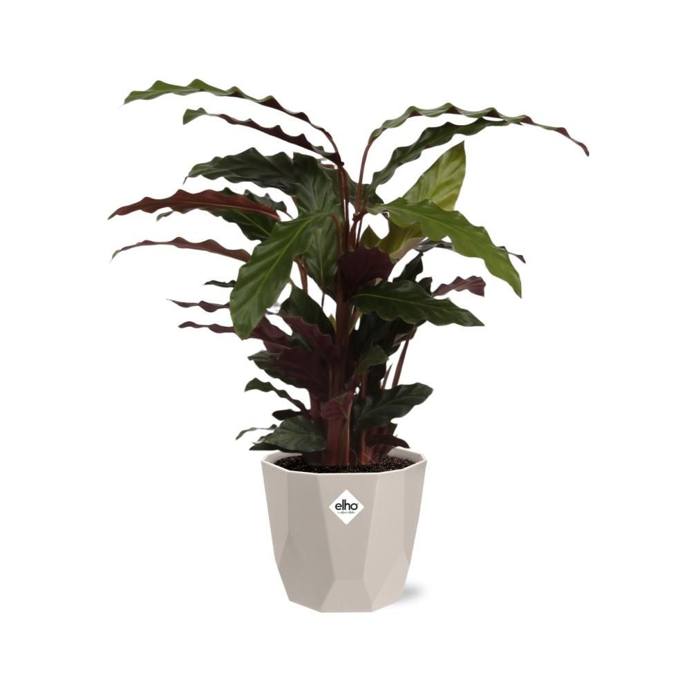 Calathea Rufibarba ‘Tropistar’ in ELHO b.for rock 14 cm warm grey (21772)