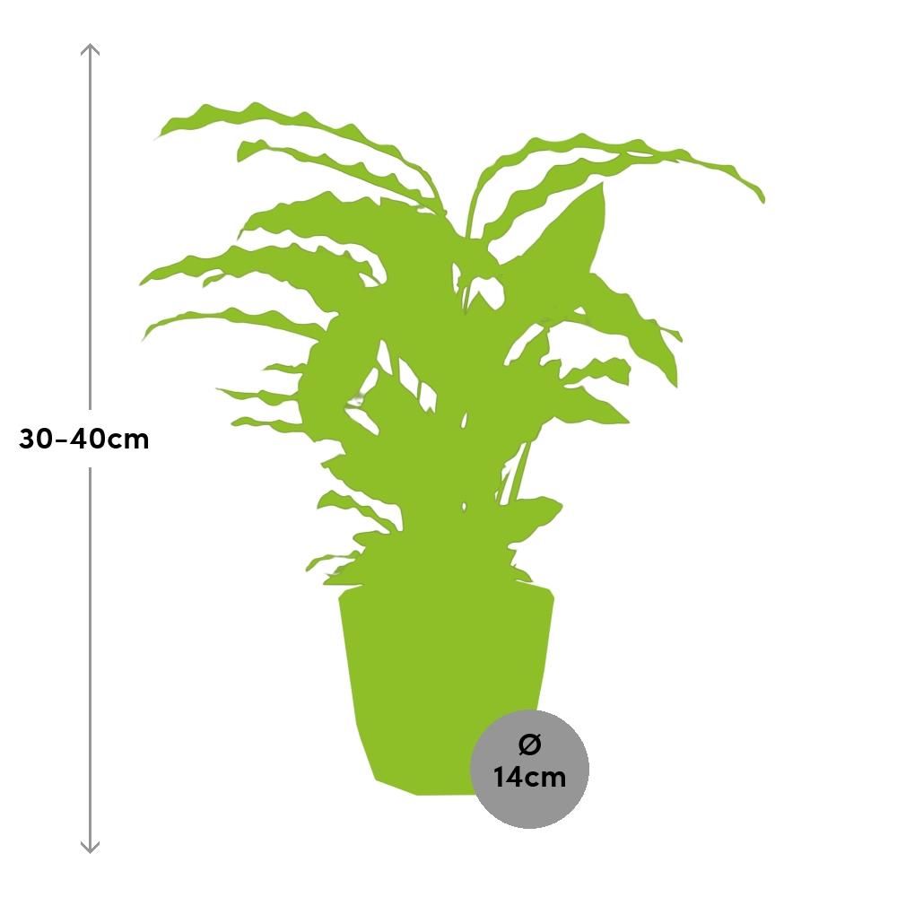 Calathea Rufibarba ‘Tropistar’ in ELHO b.for rock 14 cm warm grey (21772)