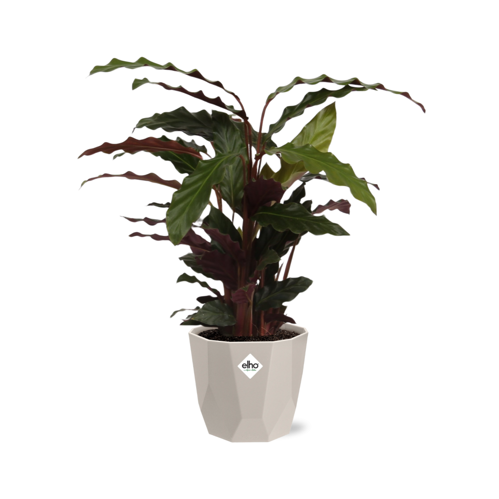 Calathea Rufibarba ‘Tropistar’ in ELHO b.for rock 14 cm warm grey (21772)