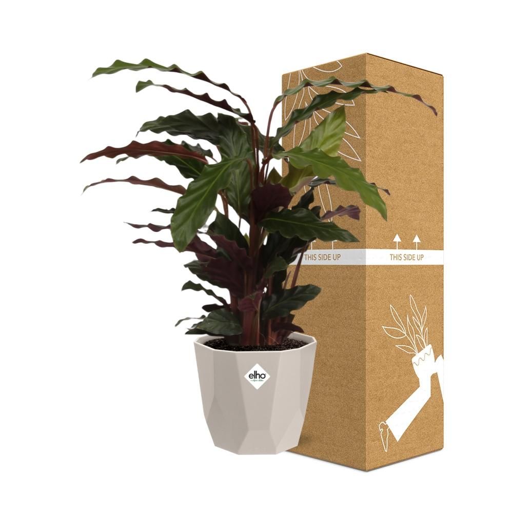 Calathea Rufibarba ‘Tropistar’ in ELHO b.for rock 14 cm warm grey (21772)