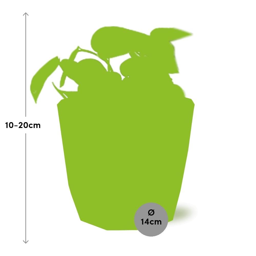 Scindapsus Pictus ‘Trebie’ in ELHO b.for rock 14 cm warm grey (21610)