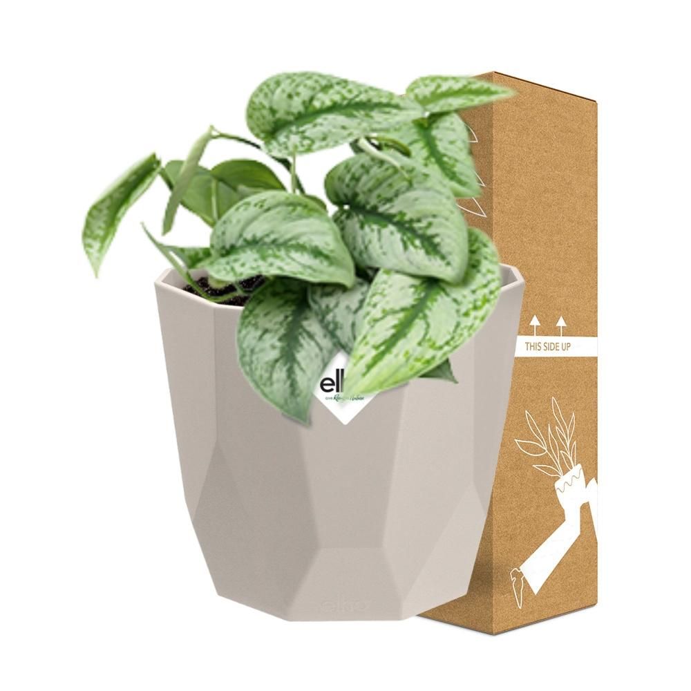 Scindapsus Pictus ‘Trebie’ in ELHO b.for rock 14 cm warm grey (21610)