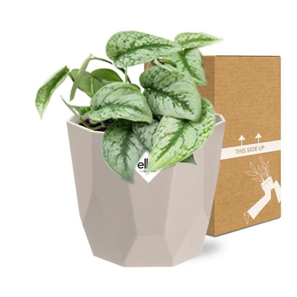 Scindapsus Pictus ‘Trebie’ in ELHO b.for rock 14 cm warm grey (21610)